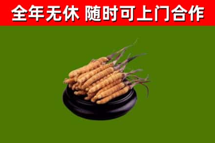 巴塘县回收冬虫夏草