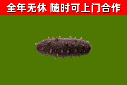 巴塘县回收海参干